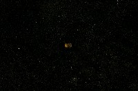 藏品(微小螺)的圖片